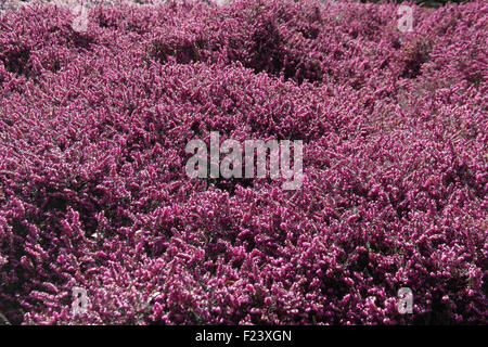 Erica x darleyensis 'Kramers rote' plantes en fleur Banque D'Images