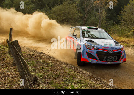 Coffs Harbour, Australie. 11 Septembre, 2015. Pilote Hyundai Motorsport Thierry Neuville sur une étape du Rallye d'Australie. Neuville et son copilote Nicolas Gilsoul a terminé la journée en septième dans le classement global de temps. Credit : Russell Hunter/Alamy Live News Banque D'Images