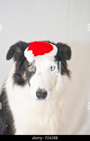 Portrait de border collie chien de compagnie portant chapeau de fête de Noël en studio avec fond blanc Banque D'Images