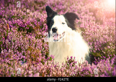 Portrait d'animal chien border collie dans purple heather & lyng dans parc national des North Yorkshire Moors, Angleterre Banque D'Images