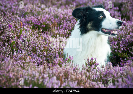 Portrait d'animal chien border collie dans purple heather & lyng dans parc national des North Yorkshire Moors, Angleterre Banque D'Images