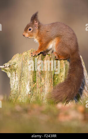 Eurasian Écureuil roux (Sciurus vulgaris) assis sur une souche d'arbre dans la lumière du matin d'or Banque D'Images