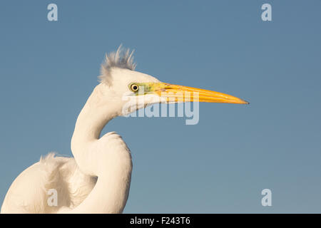 Close-up d'une grande aigrette (Ardea alba) Banque D'Images