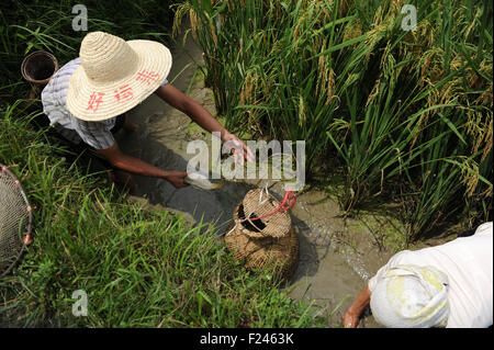 Liping, province du Guizhou en Chine. Sep 11, 2015. Les villageois prendre du poisson parmi les rizières dans la région de Island Gold Coast Resort Yang Hui Village de Liping County, au sud-ouest de la province du Guizhou, en Chine, le 11 septembre 2015. Le Dong dans la région montagneuse de Liping ont la longue tradition d'élever des poissons dans les rizières. © Tao Liang/Xinhua/Alamy Live News Banque D'Images