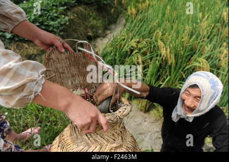 Liping, province du Guizhou en Chine. Sep 11, 2015. Un villageois de poissons prises parmi les rizières dans la région de Island Gold Coast Resort Yang Hui Village de Liping County, au sud-ouest de la province du Guizhou, en Chine, le 11 septembre 2015. Le Dong dans la région montagneuse de Liping ont la longue tradition d'élever des poissons dans les rizières. © Tao Liang/Xinhua/Alamy Live News Banque D'Images