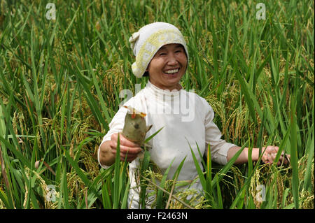 Liping, province du Guizhou en Chine. Sep 11, 2015. Un villageois de poissons prises parmi les rizières dans la région de Island Gold Coast Resort Yang Hui Village de Liping County, au sud-ouest de la province du Guizhou, en Chine, le 11 septembre 2015. Le Dong dans la région montagneuse de Liping ont la longue tradition d'élever des poissons dans les rizières. © Tao Liang/Xinhua/Alamy Live News Banque D'Images