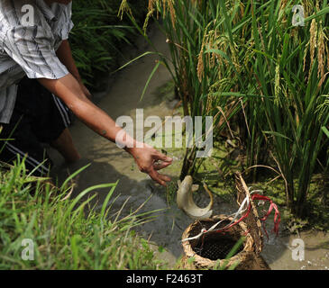 Liping, province du Guizhou en Chine. Sep 11, 2015. Un villageois de poissons prises parmi les rizières dans la région de Island Gold Coast Resort Yang Hui Village de Liping County, au sud-ouest de la province du Guizhou, en Chine, le 11 septembre 2015. Le Dong dans la région montagneuse de Liping ont la longue tradition d'élever des poissons dans les rizières. © Tao Liang/Xinhua/Alamy Live News Banque D'Images