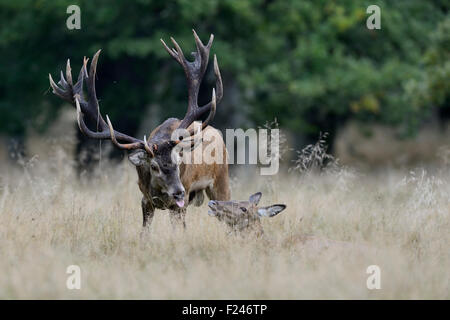 Mâle impressionnant Red Deer Stag / / Rothirsch ( Cervus elaphus ) commande d'ouverture de la femme / montre behavoiur social Banque D'Images