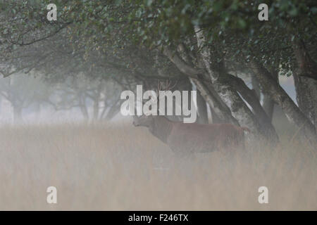 Les jeunes Red Deer / Rothirsch ( Cervus elaphus ) debout à, regarder par la lisière d'une forêt sur un matin brumeux (Allemagne). Banque D'Images