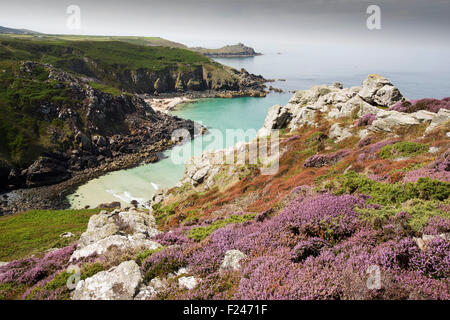 La bruyère et l'ajonc la floraison sur la falaise à Zennor dans Cornwall, UK, regarder sur Pendour Cove. Banque D'Images