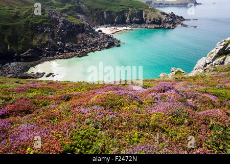 La bruyère et l'ajonc la floraison sur la falaise à Zennor dans Cornwall, UK, regarder sur Pendour Cove. Banque D'Images