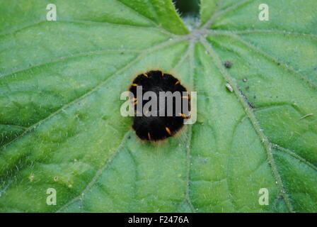 Un Fox Moth caterpillar en-cas sur une feuille de concombre Banque D'Images