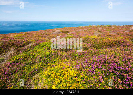 La bruyère et l'ajonc la floraison sur la falaise, près de Zennor dans Cornwall, UK. Banque D'Images