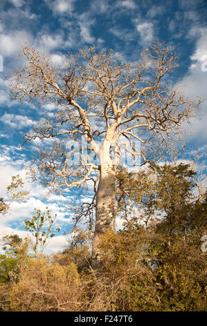 Arbre bouteille australienne au Undara Volcanic National Park, Outback Queensland, Australie Banque D'Images