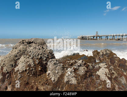 L'estran rocheux de la plage principale avec vue sur la jetée à Palm Cove au nord de Cairns, Queensland, Australie Banque D'Images