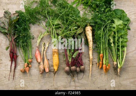 Une sélection de légumes racines Anglais y compris les carottes, panais, navets, betteraves rouges suédois disposés avec une fourche à bêcher. Banque D'Images