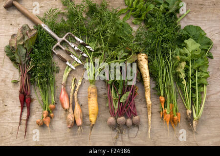 Une sélection de légumes racines Anglais y compris les carottes, panais, navets, betteraves rouges suédois disposés avec une fourche à bêcher. Banque D'Images