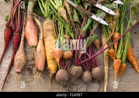 Une sélection de légumes racines Anglais y compris les carottes, panais, navets, betteraves rouges suédois disposés avec une fourche à bêcher. Banque D'Images