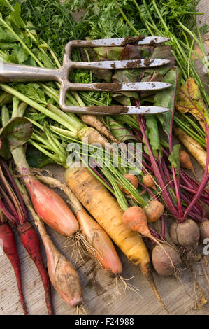 Une sélection de légumes racines Anglais y compris les carottes, panais, navets, betteraves rouges suédois disposés avec une fourche à bêcher. Banque D'Images