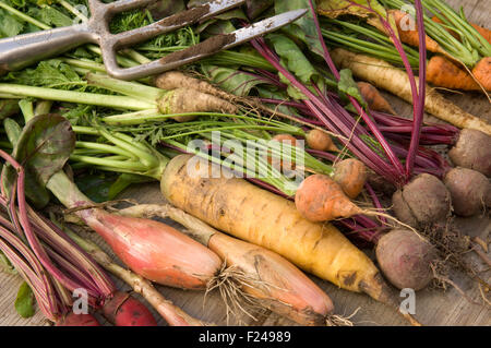 Une sélection de légumes racines Anglais y compris les carottes, panais, navets, betteraves rouges suédois disposés avec une fourche à bêcher. Banque D'Images