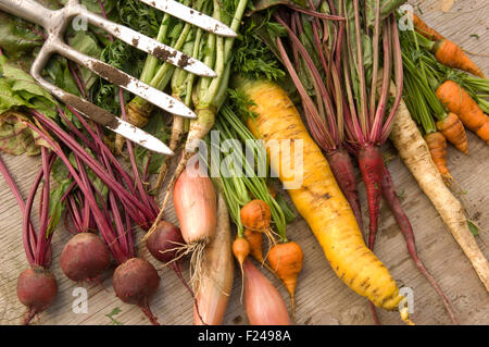 Une sélection de légumes racines Anglais y compris les ...
