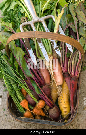 Une sélection de légumes racines Anglais y compris les carottes, panais, navets, betteraves rouges suédois disposés avec une fourche à bêcher. Banque D'Images