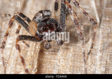 Orb-Weaver noyer noyer, araignée araignée orb weaver, homme Spaltenkreuzspinne Spalten-Kreuzspinne,,,, Nuctenea umbratica Männchen Banque D'Images