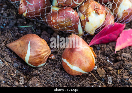 Prêt à planter des bulbes de tulipes dans le jardin. Banque D'Images