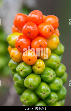 Arum Maculatum des baies en automne Banque D'Images