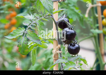 Solanum lycopersicum. Tomate Rose Noir Indigo maturation sur la vigne Banque D'Images