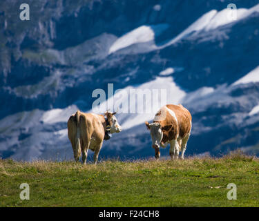 Vaches dans les Alpes Banque D'Images