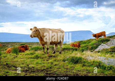 bétail dans le paysage irlandais Banque D'Images