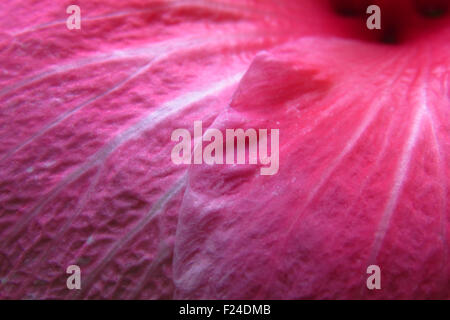 Un fond de belle texture des pétales d'une fleur rose montrant sa structure veines détail Banque D'Images