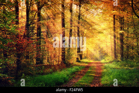 Forêt d'automne paysage avec des rayons de lumière chaude illumining le feuillage d'or et un sentier qui mène à la scène Banque D'Images