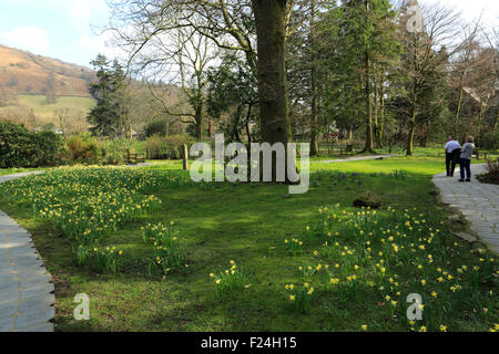 Printemps jonquilles la jonquille, Wordsworth Grasmere village, Jardin, Parc National de Lake District, Cumbria, England, UK Banque D'Images