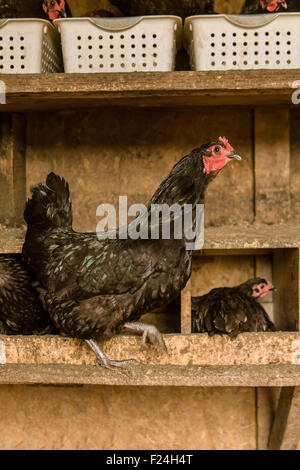 Astralorp noir les poulets sont connus pour être de bonnes mères et gardiennes des nids Banque D'Images