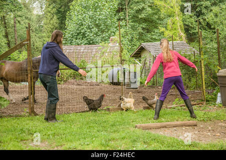 Free-range Buff Brahma hen walking in Issaquah, Washington, USA