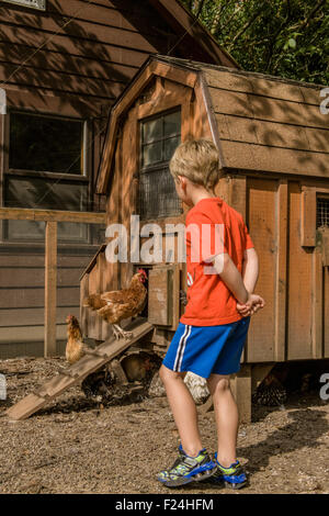 À l'âge de cinq ans, garçon de regarder un troupeau de race mélangée de poulets en Issaquah, Washington, USA Banque D'Images