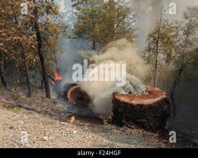 La fumée se répand à partir d'une souche d'arbre après avoir été coupé par les pompiers dans le feu dans le complexe de Douglas Douglas National Forest 14 août 2013 près de Glendale, Oregon. Banque D'Images