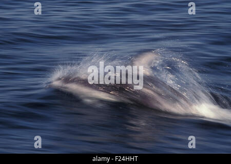 Dauphin à flancs blancs du Pacifique le détroit de Johnstone, British Columbia, Canada. Banque D'Images