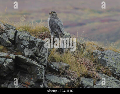 Le Faucon gerfaut (Falco rusticolus) phase gris perché sur un éperon rocheux au-dessus de la culture hors de la vallée de la toundra du Parc National Denali, Interio Banque D'Images