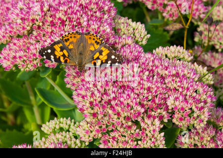 Une belle dame papillon avec le nom latin de Cynthia cardui chargée depuis le rose lumineux fleurs de Sedum spectabile Banque D'Images