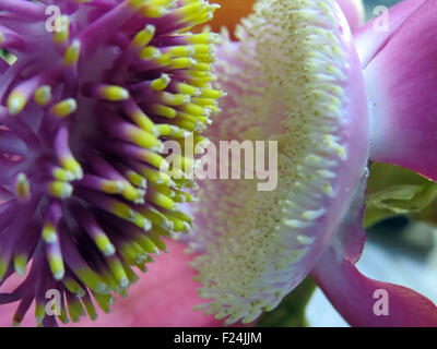 Une macro-vision de la belle mais structure compliquée de la rare canonball fleur, également connu sous le Couroupita guianensis. Banque D'Images