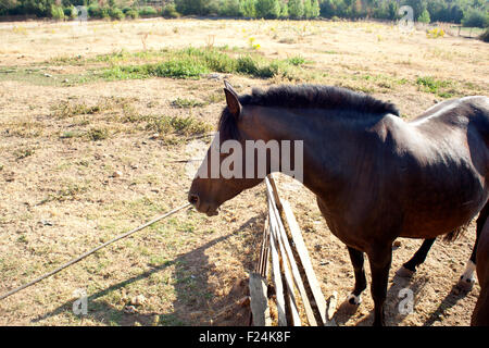 Cheval brun dans la ferme Banque D'Images