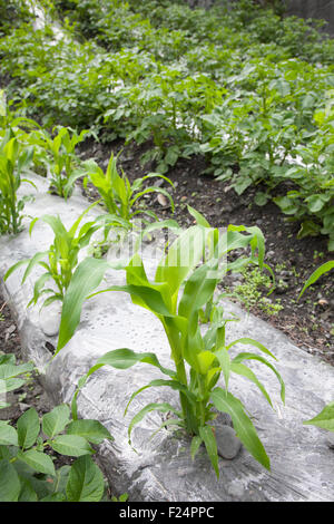 Culture intensive. Cultures interculturales de maïs et de pommes de terre dans la vallée montagnarde en Chine, recouvertes de plastique pour la lutte contre les mauvaises herbes Banque D'Images