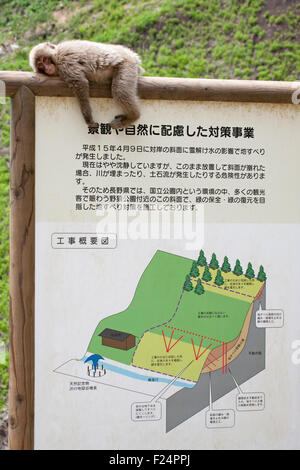 Japanese Macaque (Macaca fuscata) dormir sur le panneau du parc à Jigokudani Monkey Park, Honshu, Japon Banque D'Images