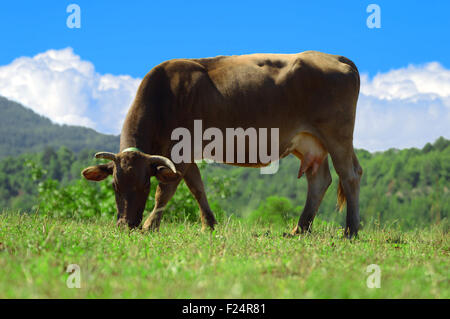 Vache brune pâturage sur l'herbe verte et ciel bleu avec quelques nuages blancs. Copie vide de l'espace pour l'éditeur de texte. Banque D'Images