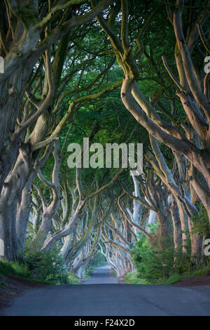 18e siècle bordée d'hêtre route connue sous le nom de Dark Hedges près de Stanocum, comté d'Antrim, en Irlande du Nord, Royaume-Uni Banque D'Images