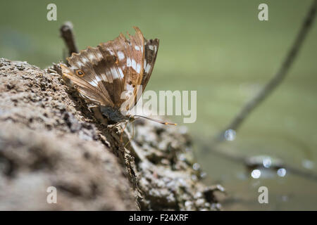 Un blanc à l'Amiral (Limenitis camilla) butterfly repose au sol, gros plan, Vue de face. Banque D'Images