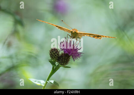 Vue de face closeup of a silver-lavé fritillary avec ailes propagation se nourrissant de fleurs de chardon. Les ailes sont de niveau. Banque D'Images